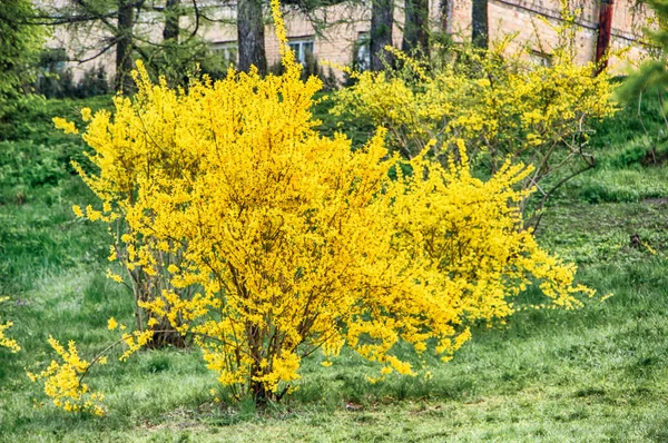 Blooming forsythia in early spring, yellow flowers — Stock Photo, Image