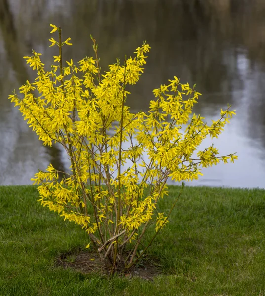 Blühende Forsythie im zeitigen Frühling, gelbe Blüten — Stockfoto