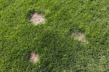 Çim bir hastalık ya da evde beslenen hayvan--dan hasar. Çim güncellemeniz gerekir.