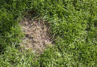 Çim bir hastalık ya da evde beslenen hayvan--dan hasar. Çim güncellemeniz gerekir.