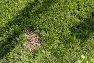 Çim bir hastalık ya da evde beslenen hayvan--dan hasar. Çim güncellemeniz gerekir.