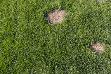 Çim bir hastalık ya da evde beslenen hayvan--dan hasar. Çim güncellemeniz gerekir.
