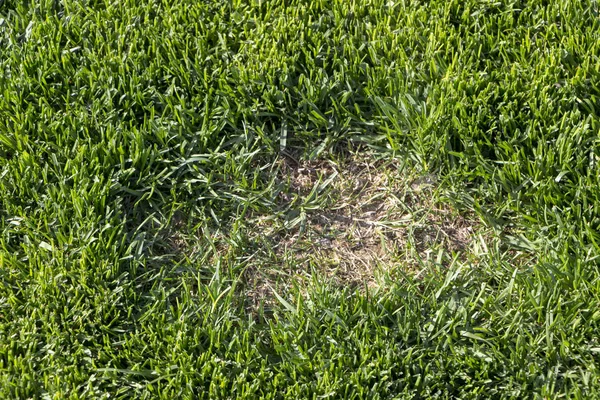 Gramado sofreu danos de uma doença ou animal de estimação. Necessidade de atualizar o gramado . — Fotografia de Stock