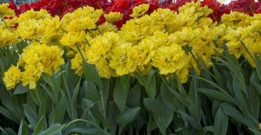 Sarı çiçeklerin arasında güzel sarı-turuncu lale