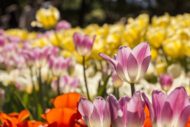Çok renkli laleleri olan bahar manzarası. Doğa arkaplanı