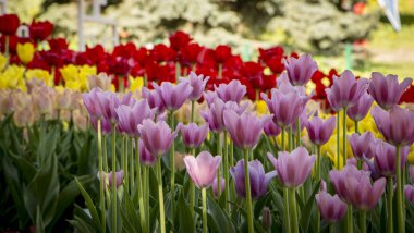 Çok renkli laleleri olan bahar manzarası. Doğa arkaplanı