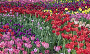 Close-up alanındaki pembe çiçek, pembe laleler