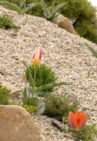 Hermoso tulipán amarillo-naranja entre flores amarillas de cerca — Foto de Stock