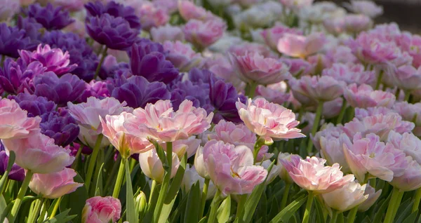 Purple tulips in the garden. Flowers background. — Stock Photo, Image