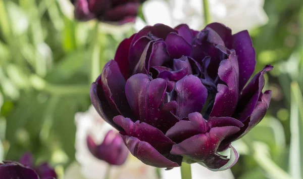 Purple tulips in the garden. Flowers background. — Stock Photo, Image