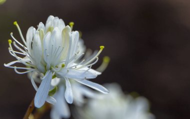 Beyaz açelya, ormangülü, çiçek yakın çekim. Evergreen, penny seven bitki