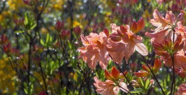 Çiçek açan ormangülü Azalea yakın çekim. Beautyful açelya çiçek. Kırmızı.
