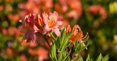 Çiçek açan ormangülü Azalea yakın çekim. Beautyful açelya çiçek. Kırmızı.
