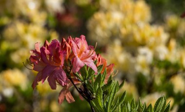Çiçek açan ormangülü Azalea yakın çekim. Beautyful açelya çiçek. Kırmızı.