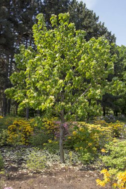 Bahçe yeşil bokeh backgraund üzerinde sarı çiçekli ormangülü Azalea Bush