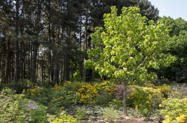 Bahçe yeşil bokeh backgraund üzerinde sarı çiçekli ormangülü Azalea Bush