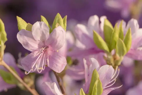 Pink flower of azaleas, close-up, can see the tips of stamens — Stock Photo, Image