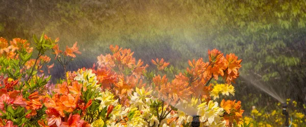 Die Blumen im Park an einem sonnigen Morgen automatische Bewässerung — Stockfoto