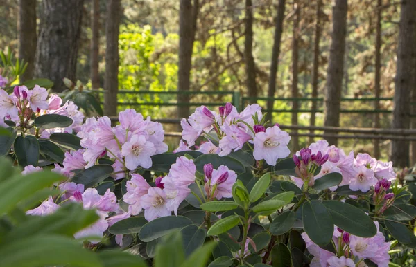 Fiore rosa di azalee, primo piano, può vedere le punte di stami — Foto Stock