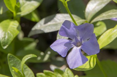 deniz salyangozu çiçekleri çayırda kapatın