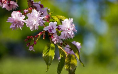 Güzel pembe sakura çiçeklerin sabah kapatın. Kiraz çiçeği