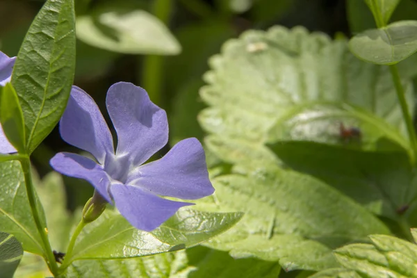 Cerrar flores de periwinkle creciendo en el prado — Foto de Stock