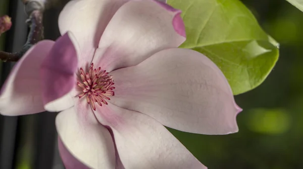 Close up of pink magnolia blossoms — Stock Photo, Image