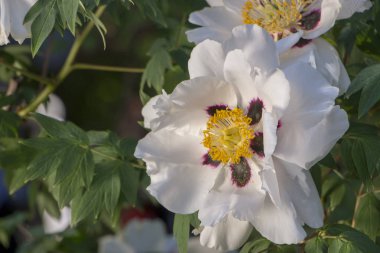 Bir ağaç benzeri şakayık Paeonia suffruticosa beyaz çiçek 