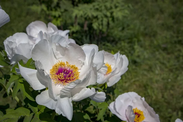 Flor blanca de una peonía arbórea Paeonia suffruticosa — Foto de Stock