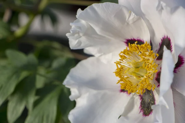 Flor blanca de una peonía arbórea Paeonia suffruticosa — Foto de Stock