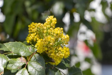 Oregon Grape Flowers Yellow, against the background of green leaves, close up clipart