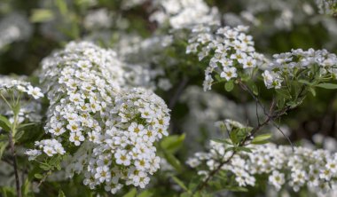Alanlara beyaz çiçekler yaprak yeşil arka plan üzerinde. Peyzaj tasarımında bir yaşam çit kullanılan bir süs bitki ve sadece