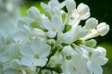 Seçici odak ile bal beyaz leylak yakın çekim.