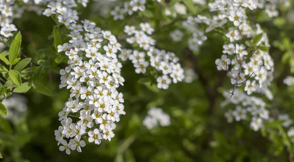 Spiraea witte bloemen op de achtergrond van groene blad. Sierplant gebruikt in het ontwerp van het landschap, als een levende hek en niet alleen — Stockfoto