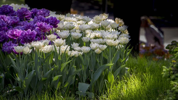 White tulips growing on the lawn — Stock Photo, Image