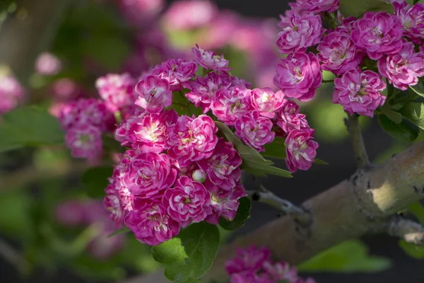 ピンクのサンザシの花。サンザシの枝に咲きます。春のマクロ写真 — ストック写真