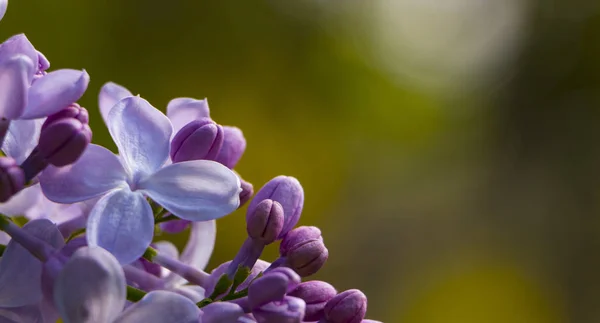 Macro imagen de flores violetas lila primavera, fondo floral suave abstracto — Foto de Stock