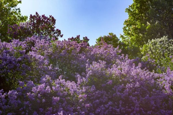 Hermosas flores lila púrpura al aire libre . — Foto de Stock