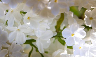 Seçici odak ile bal beyaz leylak yakın çekim.