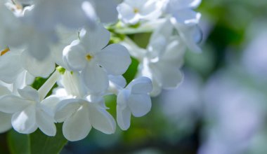 Seçici odak ile bal beyaz leylak yakın çekim.