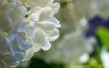 Seçici odak ile bal beyaz leylak yakın çekim.