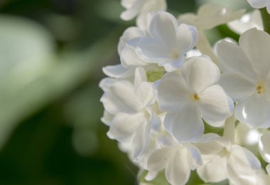 Seçici odak ile bal beyaz leylak yakın çekim.