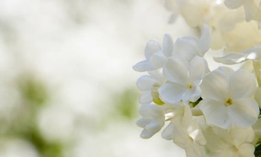 Seçici odak ile bal beyaz leylak yakın çekim.