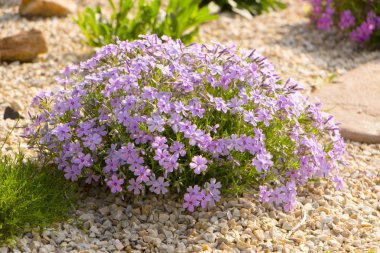 Phlox flowerbed üzerinde sürünen mor. Zemin örtüsü alp slaytlar ve rockeries oluştururken peyzaj içinde kullanılır