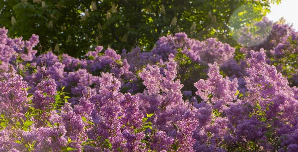 Rosa, púrpura, Syringa vulgaris familia Oleaceae, primer plano, textura floral, fondo — Foto de Stock