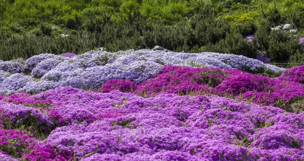 Flojo púrpura arrastrándose, en el macizo de flores. La cubierta del suelo se utiliza en el paisajismo al crear toboganes alpinos y rocallas — Foto de Stock