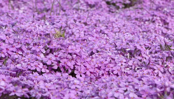 Flojo púrpura arrastrándose, en el macizo de flores. La cubierta del suelo se utiliza en el paisajismo al crear toboganes alpinos y rocallas — Foto de Stock