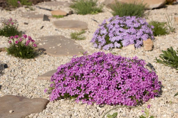 Paarse kruipende phlox, op de flowerbed. De bodembedekker wordt gebruikt in het modelleren bij het maken van de alpine dia's en rotstuinen — Stockfoto