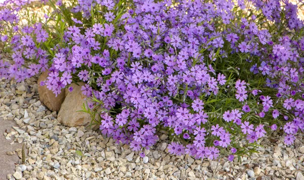 Purple creeping phlox, on the flowerbed. The ground cover is used in landscaping when creating alpine slides and rockeries — Stock Photo, Image