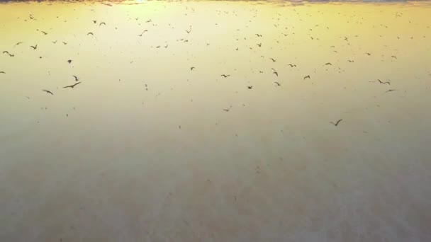 Gaivotas pôr do sol voando sobre lago de sal amarelo — Vídeo de Stock